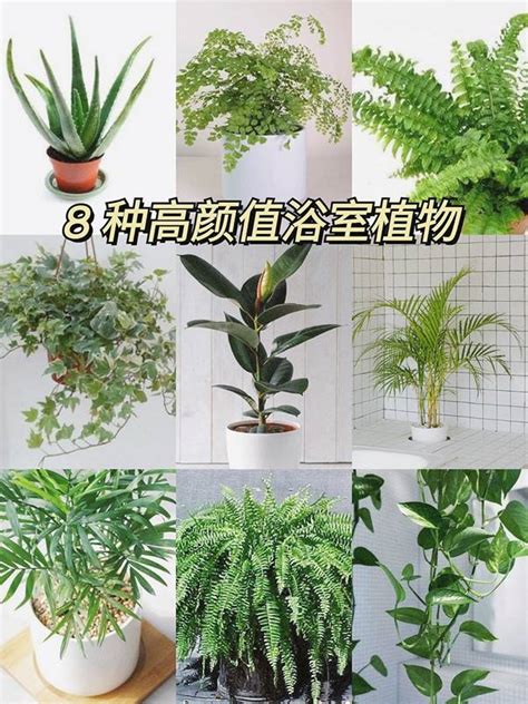 放廁所的盆栽|浴室植物怎麼挑？8種耐陰好養盆栽妝點你的。